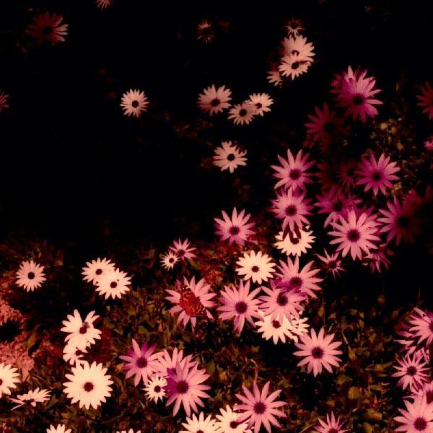 LP ploča Rat Columns - Babydoll (Limited Edition) (Cream Coloured) (LP)