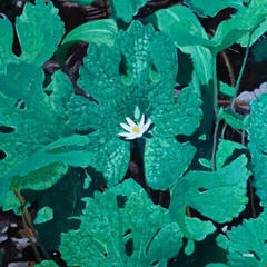 Грамофонна плоча Early Fern - Wetland Interiors (Limited Edition) (180 g) (LP)