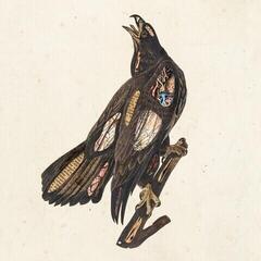 Disc de vinil Clutch - Book Of Bad Decisions (Limited Edition) (2 LP)