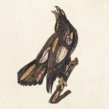 Disc de vinil Clutch - Book Of Bad Decisions (Limited Edition) (2 LP) - 1