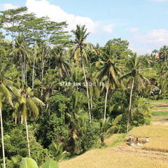 Vinyl Record Stad Van Licht - Stad Van Licht II (LP)