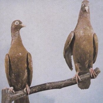 LP deska J.C. Satàn - Hell Death Samba (LP) - 1