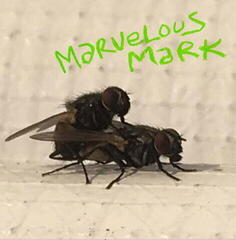 Vinyl Record Marvelous Mark - Buzzin (LP)