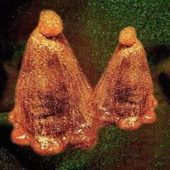 Vinylplade Black To Comm - Oocyte Oil & Stolen Androgens (LP)