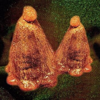 Vinylplade Black To Comm - Oocyte Oil & Stolen Androgens (LP) - 1