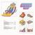 Schallplatte Roope Eronen - The Inflatable World (LP)