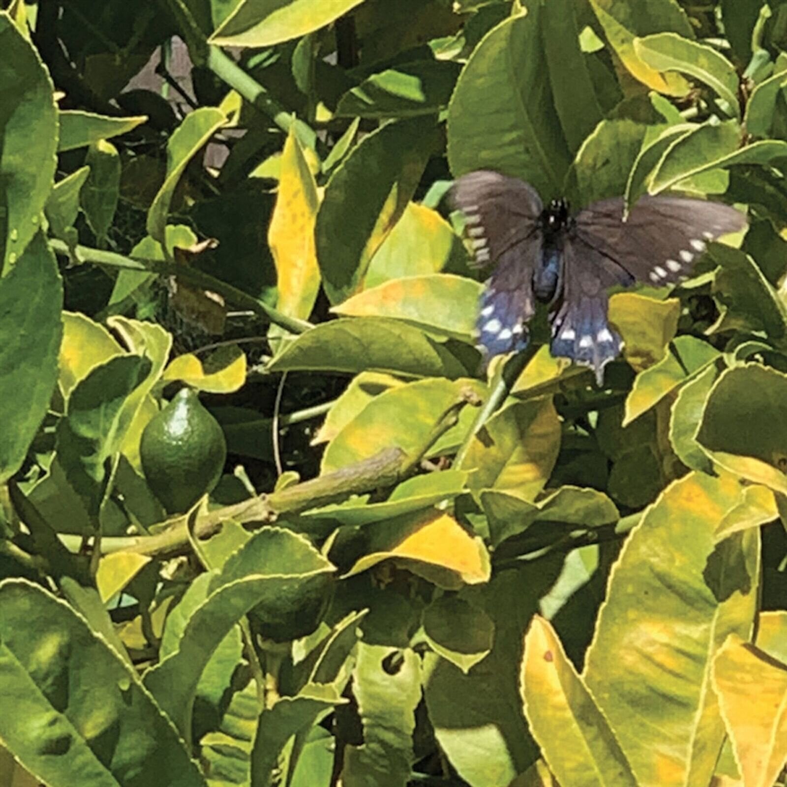 LP ploča Sad Eyed Beatniks - Claudia's Ethereal Weaver (LP)