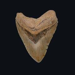 LP ploča Harvest - Forgotten Vampyres Of The Melancholic Night (LP)