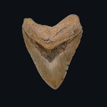 Disque vinyle Harvest - Forgotten Vampyres Of The Melancholic Night (LP) - 1