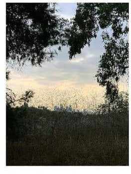 Disque vinyle Jon Porras - Arroyo (Limited Edition) (Clear Coloured) (LP) - 1