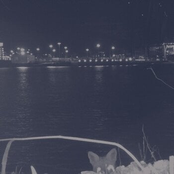 Vinyl Record Fuchs - Fuchs (Limited Edition) (LP) - 1