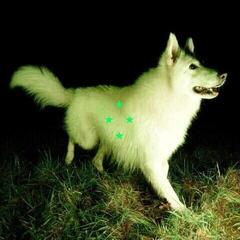 Vinyl Record Real Farmer - Compare What's There (Limited Edition) (LP)