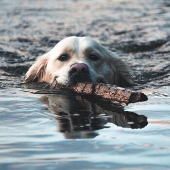 Vinyl Record Orebolo - The Chateau (Limited Edition) (2 LP) - 1