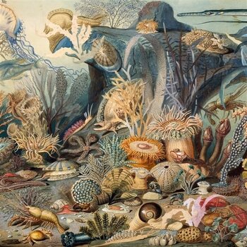 Vinyl Record Chypho - Episodes in Oceanography, Vol. 2 (2 LP) - 1