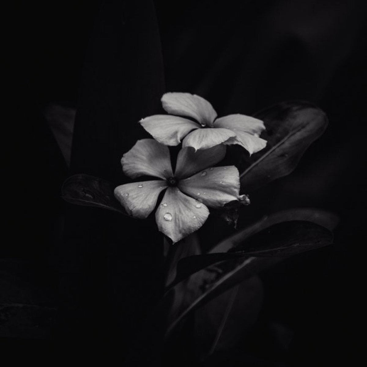 Vinüülplaat Saasol - Ephemeral (LP)