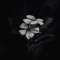 Vinüülplaat Saasol - Ephemeral (LP)