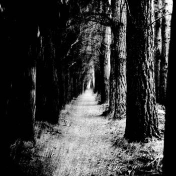 LP Stray Theories - Falter (LP) - 1