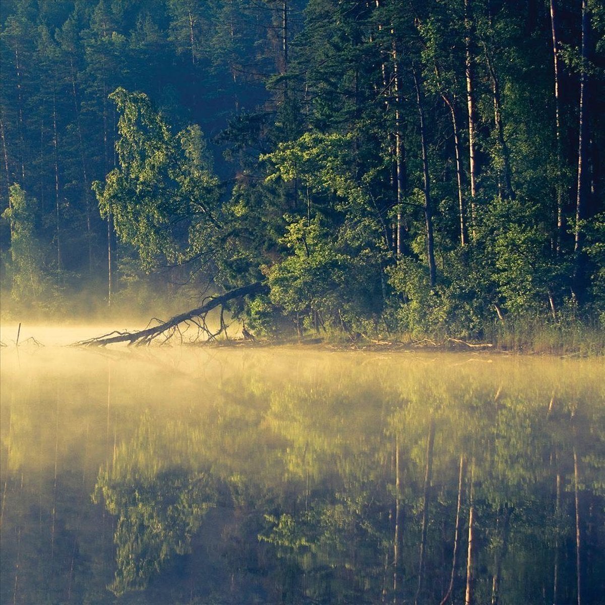 Płyta winylowa Oneirogen - Plenitude (Limited Edition) (EP)