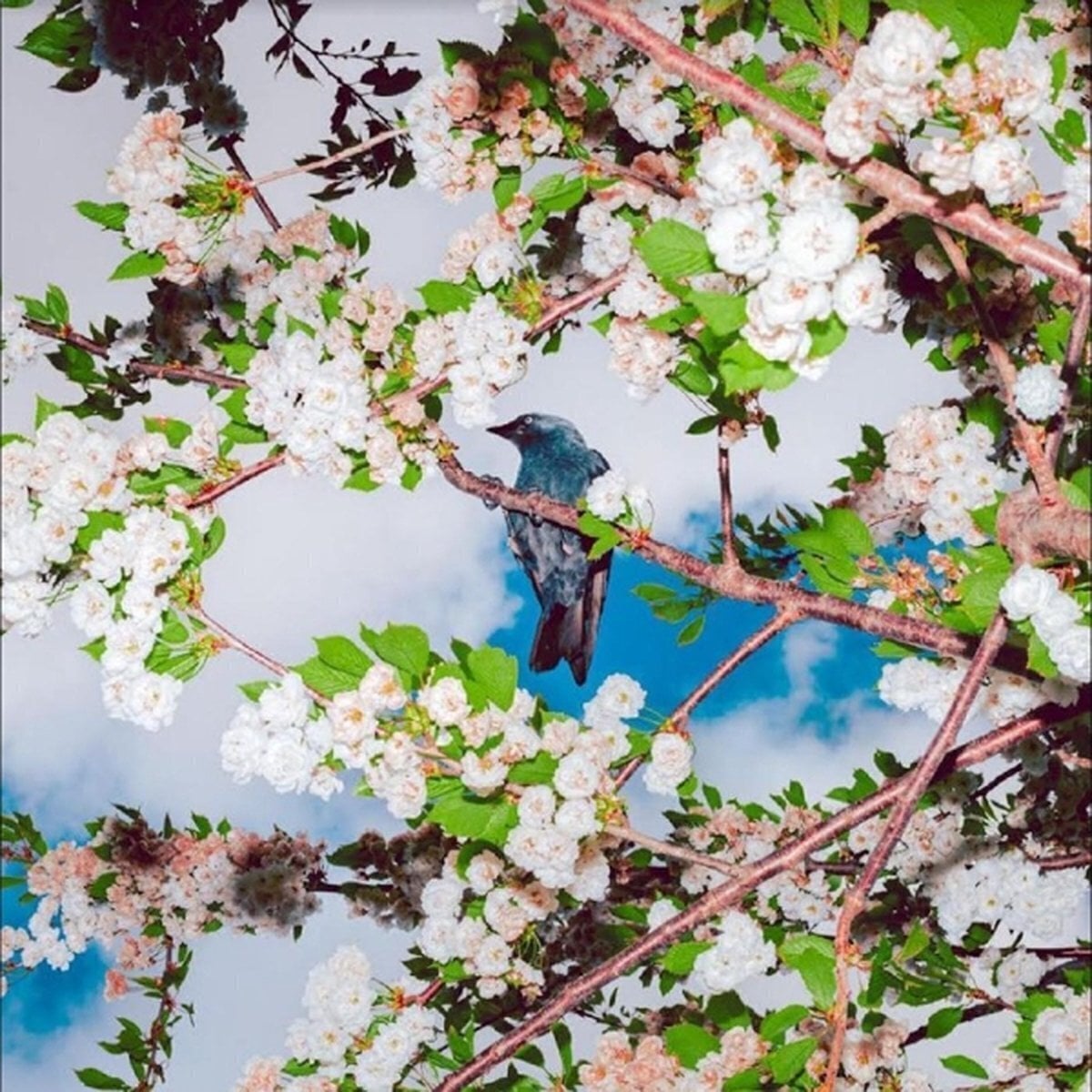 Disco de vinil Ljudbilden Boelja - Embers (LP)