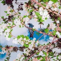 Disco de vinil Ljudbilden Boelja - Embers (LP)