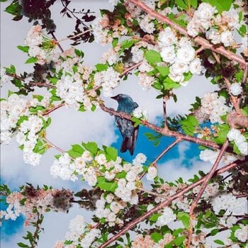 Disco de vinil Ljudbilden Boelja - Embers (LP) - 1