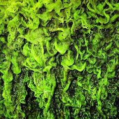 Disc de vinil High Places - High Places Vs Mankind (LP)