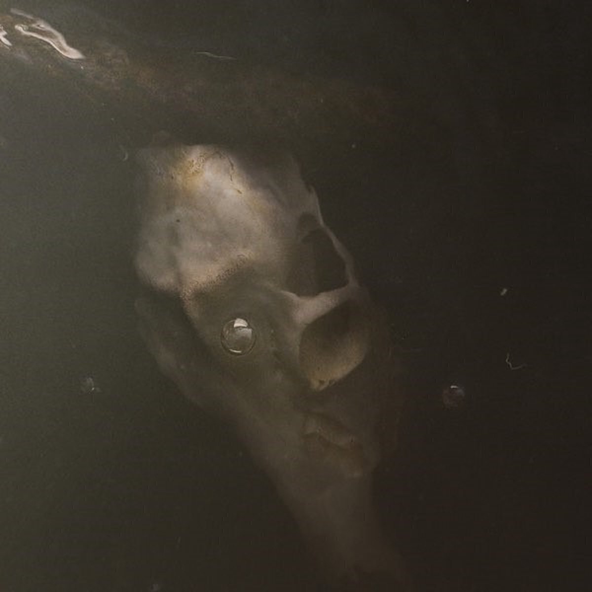 LP ploča Pray For Teeth - From The Dry Edge Of The Shore (LP)