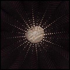 Вінілові платівки Nat Baldwin - In The Hollows (LP)