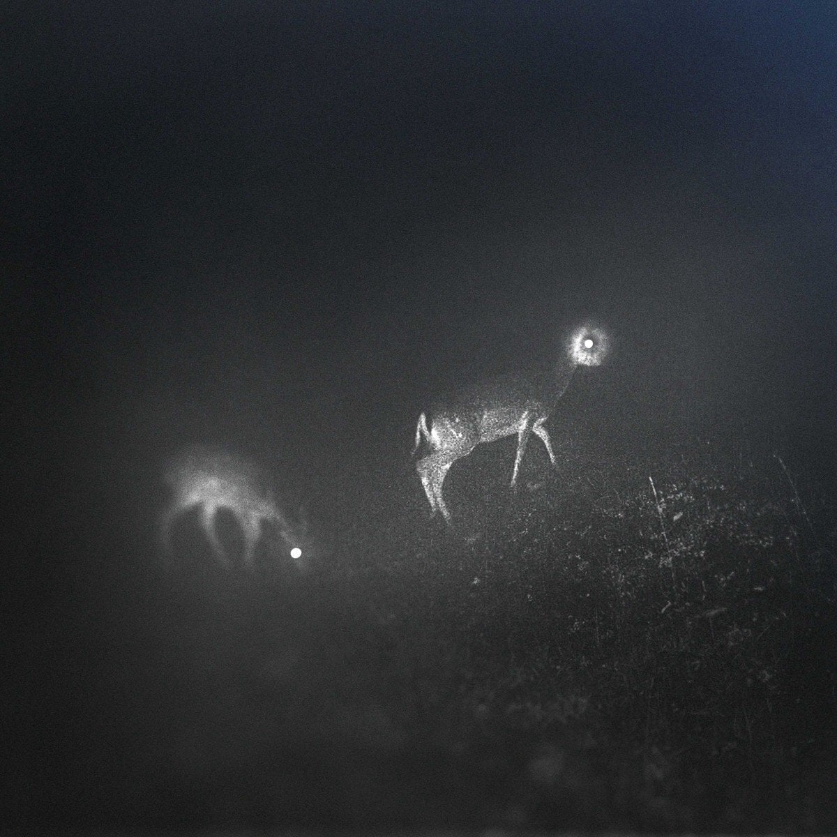 LP deska Bliss Signal - Bliss Signal (LP)