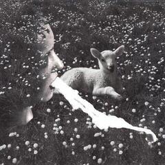 LP platňa Jealous Yellow - Czech Vampires (LP)