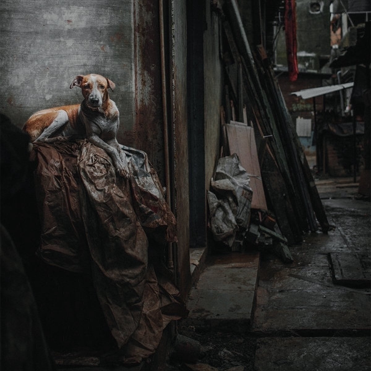 Disco de vinilo Cremations - Dissolution Of Balance (LP)