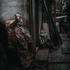 Disco de vinilo Cremations - Dissolution Of Balance (LP)