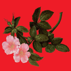 Vinyl Record Alex Augier - The Lyrical Age (2 LP)