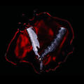 Black Veil Brides - Bleeders (Limited Edition) (Red Coloured) (EP)