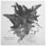 LP Adrian Crowley - Dark Eyed Messenger (Deluxe Edition) (180 g) (LP)