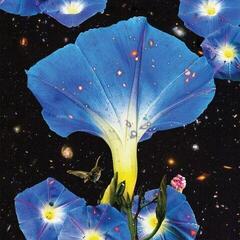 Vinyylilevy Sarah Louise - Nighttime Birds And Morning Stars (Limited Edition) (LP)