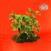 LP ploča Cullen Omori - New Misery (Loser Edition) (Clear Coloured) (LP)
