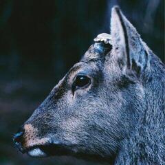 LP ploča toe - The Book About My Idle Plot On A Vague Anxiety (Limited Edition) (“deer Glisten” Blue Coloured) (LP)