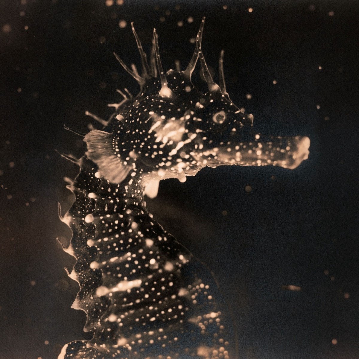 LP ploča Tender Ender - Black Swan (Gatefold) (LP)