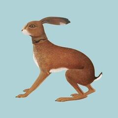 LP ploča Vashti Bunyan - Lookaftering (Limited Edition) (2 LP)