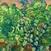 Schallplatte Berend Intelmann - Mother Nature (LP)