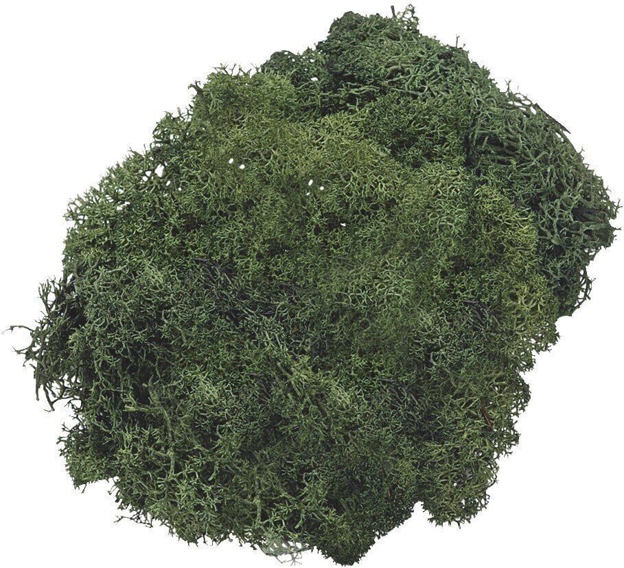 Materiál Knorr Prandell 216695469 Dekorace Fir Green 250 g 1