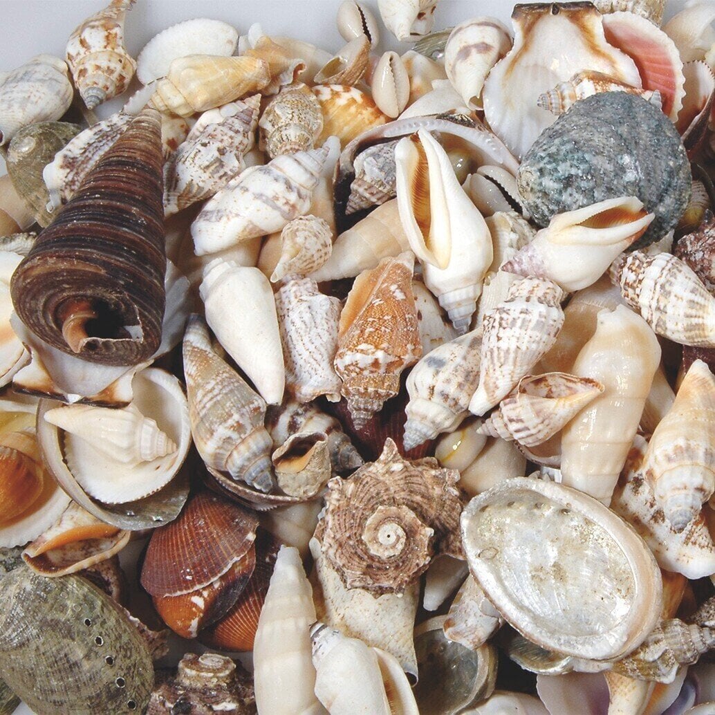 Materiál Knorr Prandell 218237705 Seashells Natural 200 g 1