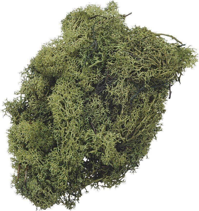 Matériau Knorr Prandell 216694446 Décorations Moss Green 50 g 1