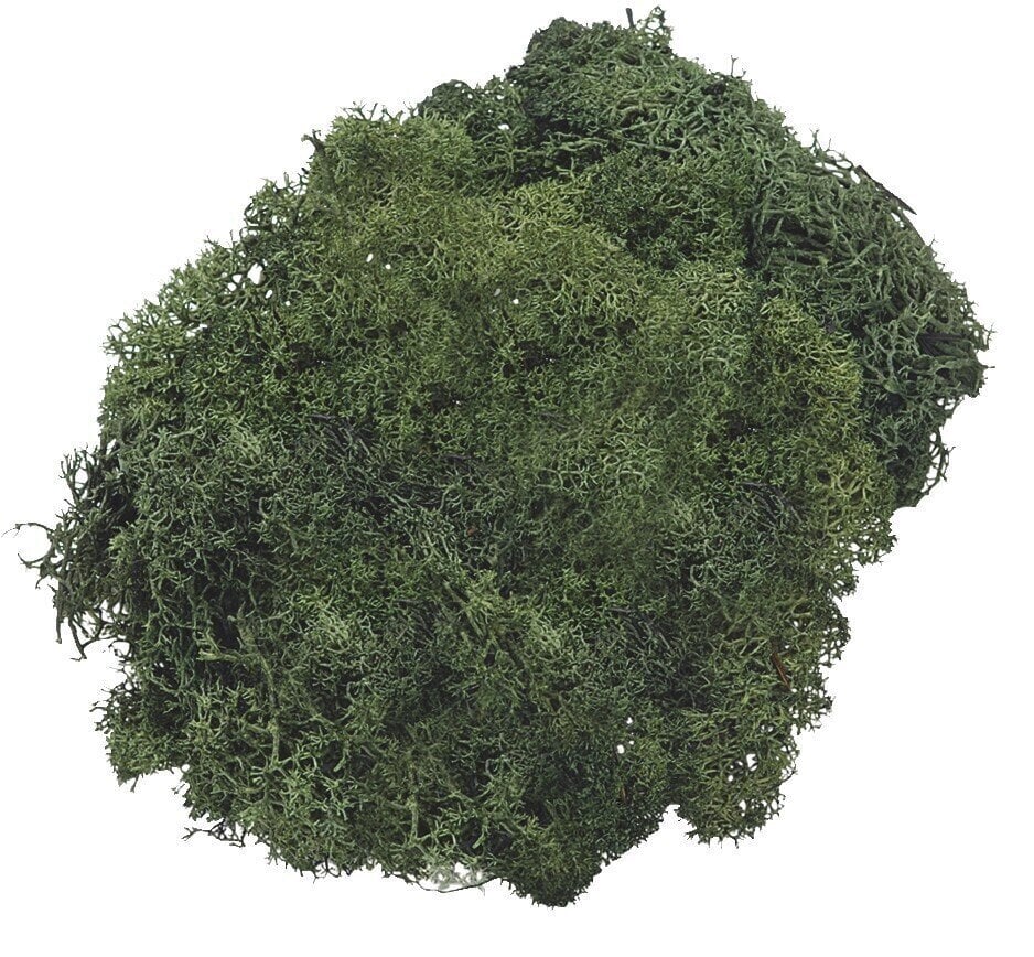 Material Knorr Prandell 216694462 Decoraciones Fir Green 50 g 1