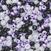 Мъниста Knorr Prandell Rocailles Beads White, Purple, Black 17 g