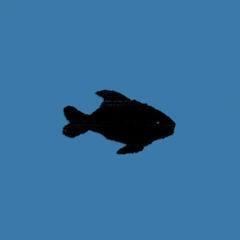 Vinüülplaat Oxis - Oxis 8 (Turquoise Coloured) (LP)