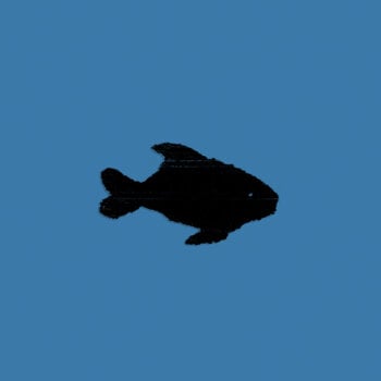 Vinüülplaat Oxis - Oxis 8 (Turquoise Coloured) (LP) - 1