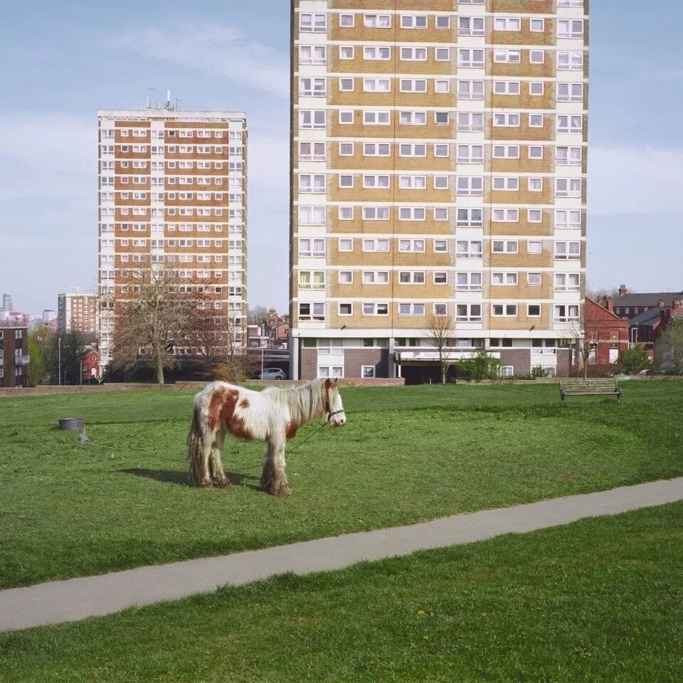 LP ploča Westside Cowboy - It Goes On (Indie Exclusive) (Red Coloured) (LP)
