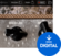 Software Plug-In FX Processor Bogren Digital Ampknob Fatman (Digital product)